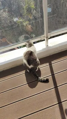 Grizette de dos sur un balcon ensoleillé, regardant le jardin à travers la vitre