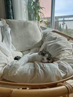 Grizette endormie dans un fauteuil papasan en rotin garni de coussins blancs, près d'une baie vitrée