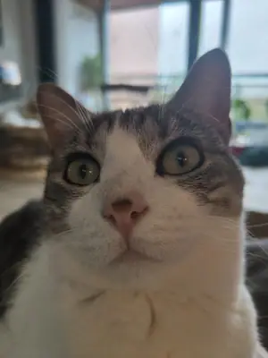 Portrait de face de Grizette, les oreilles dressées et les yeux verts écarquillés