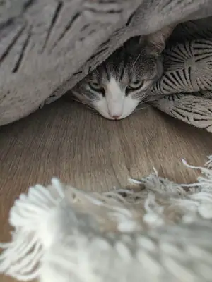 Grizette cachée sous une couverture posée sur le parquet, seul son visage dépasse