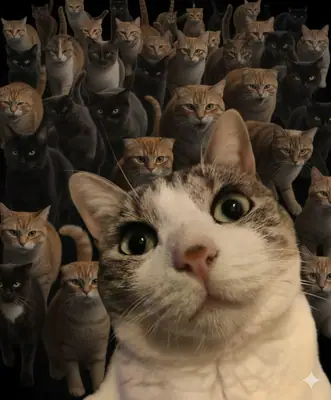 Montage humoristique : le visage de Grizette en gros plan devant une foule de chats