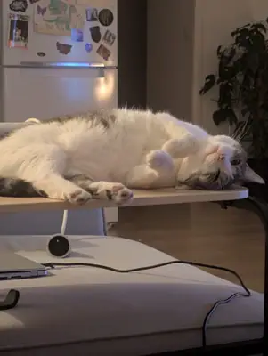 Grizette étendue de tout son long sur une table basse, pattes en l'air, dans un salon