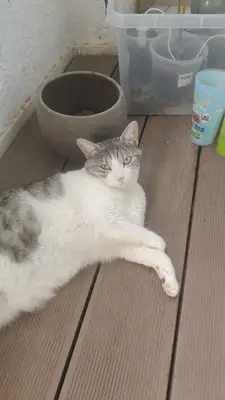 Grizette allongée sur une terrasse en bois, près de pots de fleurs, regardant l'objectif
