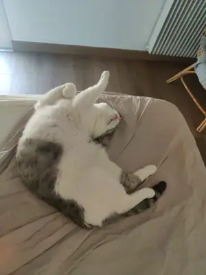 Grizette endormie sur le dos sur un drap beige, une patte levée en l'air