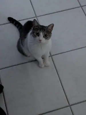 Grizette assise sur un carrelage blanc, levant les yeux vers la personne qui la photographie