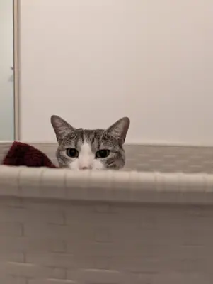 Seuls le haut de la tête et les yeux de Grizette dépassent d'un panier blanc tressé