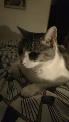 Grizette couchée sur une couverture à motifs dans une pièce faiblement éclairée, regard vers le bas