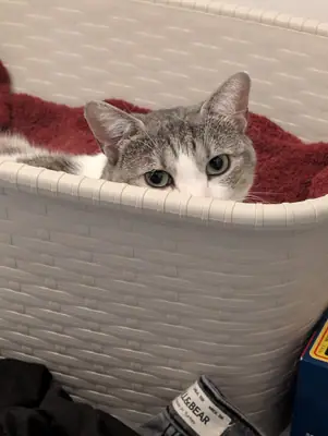 Grizette installée dans un panier à linge blanc garni d'une couverture bordeaux, les yeux au ras du bord