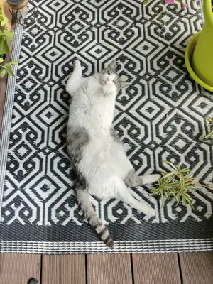 Grizette étendue sur le dos sur un tapis d'extérieur à motifs géométriques noirs et blancs