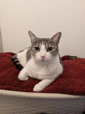 Grizette couchée sur une couverture rouge dans un panier blanc, les pattes avant repliées, fixant l'objectif