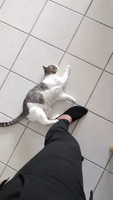 Grizette allongée sur un carrelage blanc, jouant avec le pied d'une personne