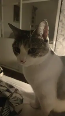 Grizette assise dans la pénombre d'une chambre, regardant l'objectif