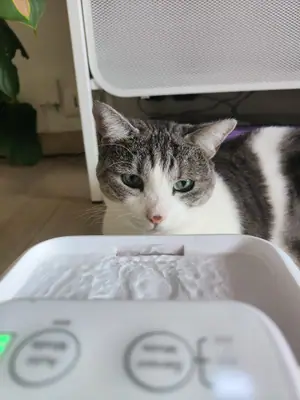 Grizette couchée derrière sa fontaine à eau blanche, les yeux mi-clos