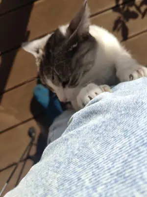 Grizette agrippant de ses griffes la jambe en jean d'une personne sur une terrasse
