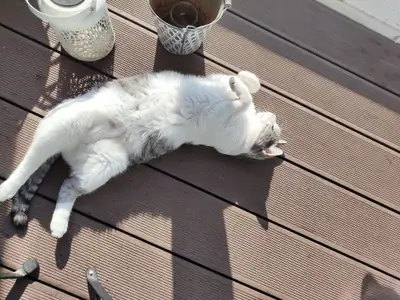Grizette couchée sur le dos en plein soleil sur une terrasse en bois, ventre blanc offert