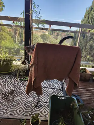Grizette cachée derrière une serviette orange étendue sur un séchoir, sur un balcon ; seules sa tête et sa queue dépassent