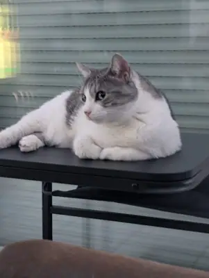Grizette couchée sur une tablette noire devant une fenêtre, les pattes avant repliées, regardant sur le côté
