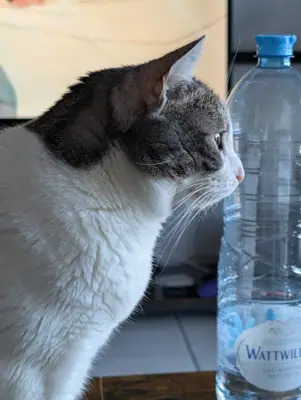 Grizette de profil, les oreilles dressées, face à une bouteille d'eau posée sur une table