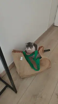 Grizette assise à l'intérieur d'un grand sac en toile de jute posé sur un parquet clair