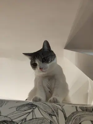Grizette penchée au bord d'un meuble blanc, regardant vers le bas avec curiosité